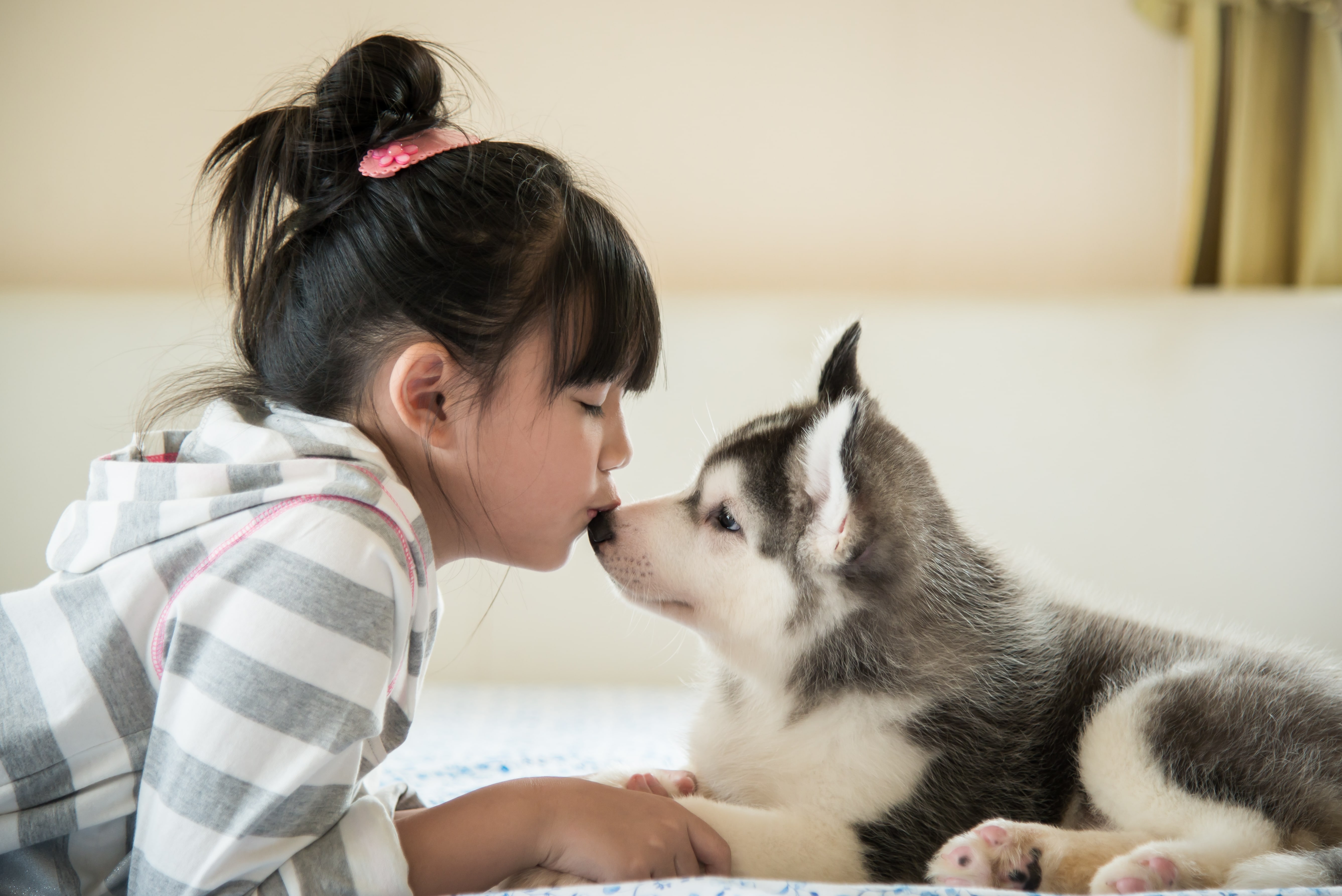 Petite fille embrassant un jeune husky sibérien.