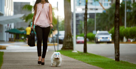 Sortir avec son chien