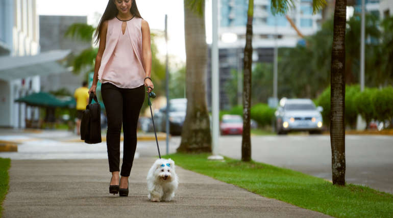 Sortir avec son chien