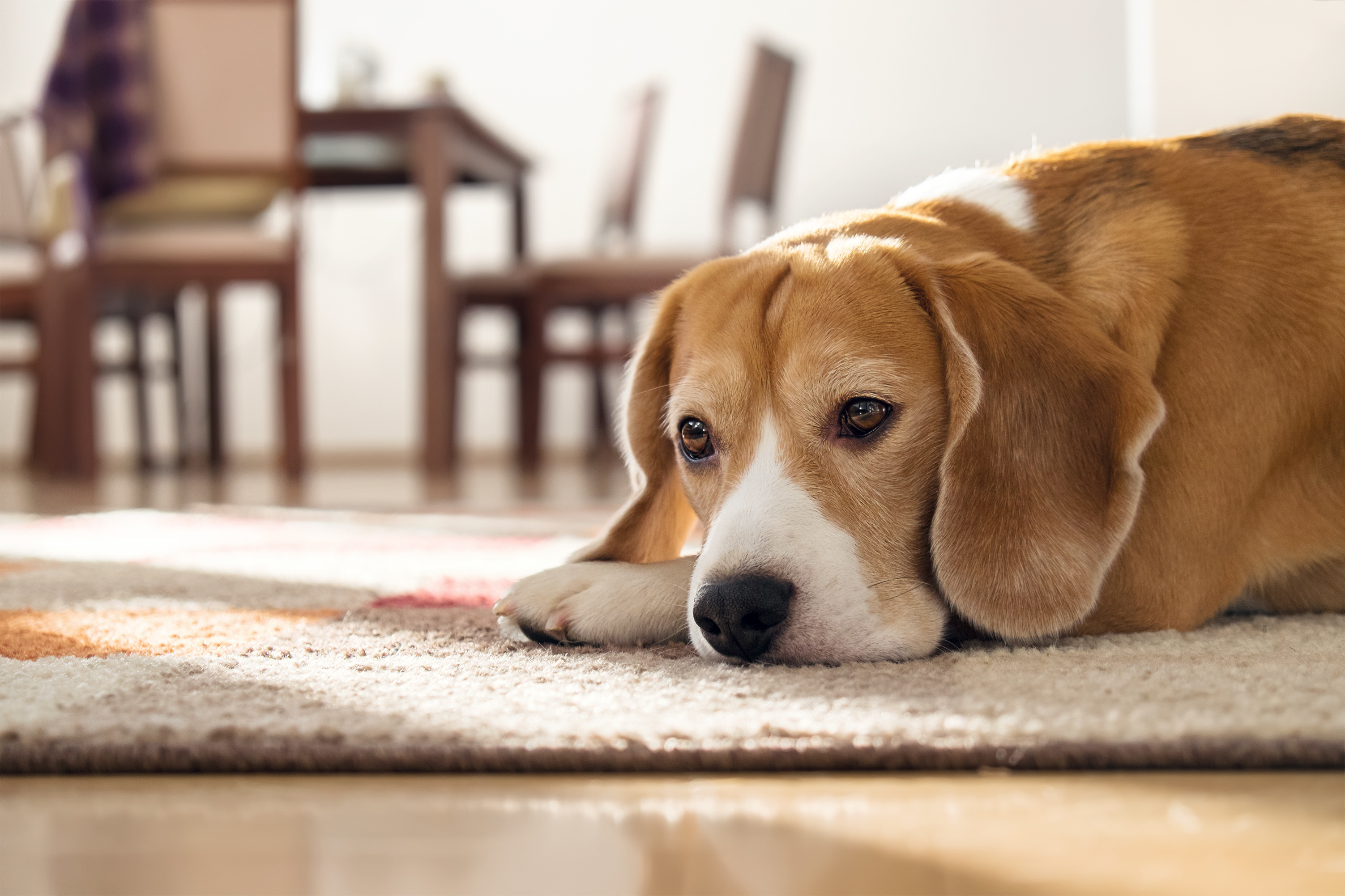 un chien de race beagle en appartement