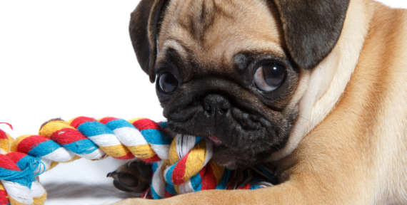 Les besoins du chien qui vit en appartement