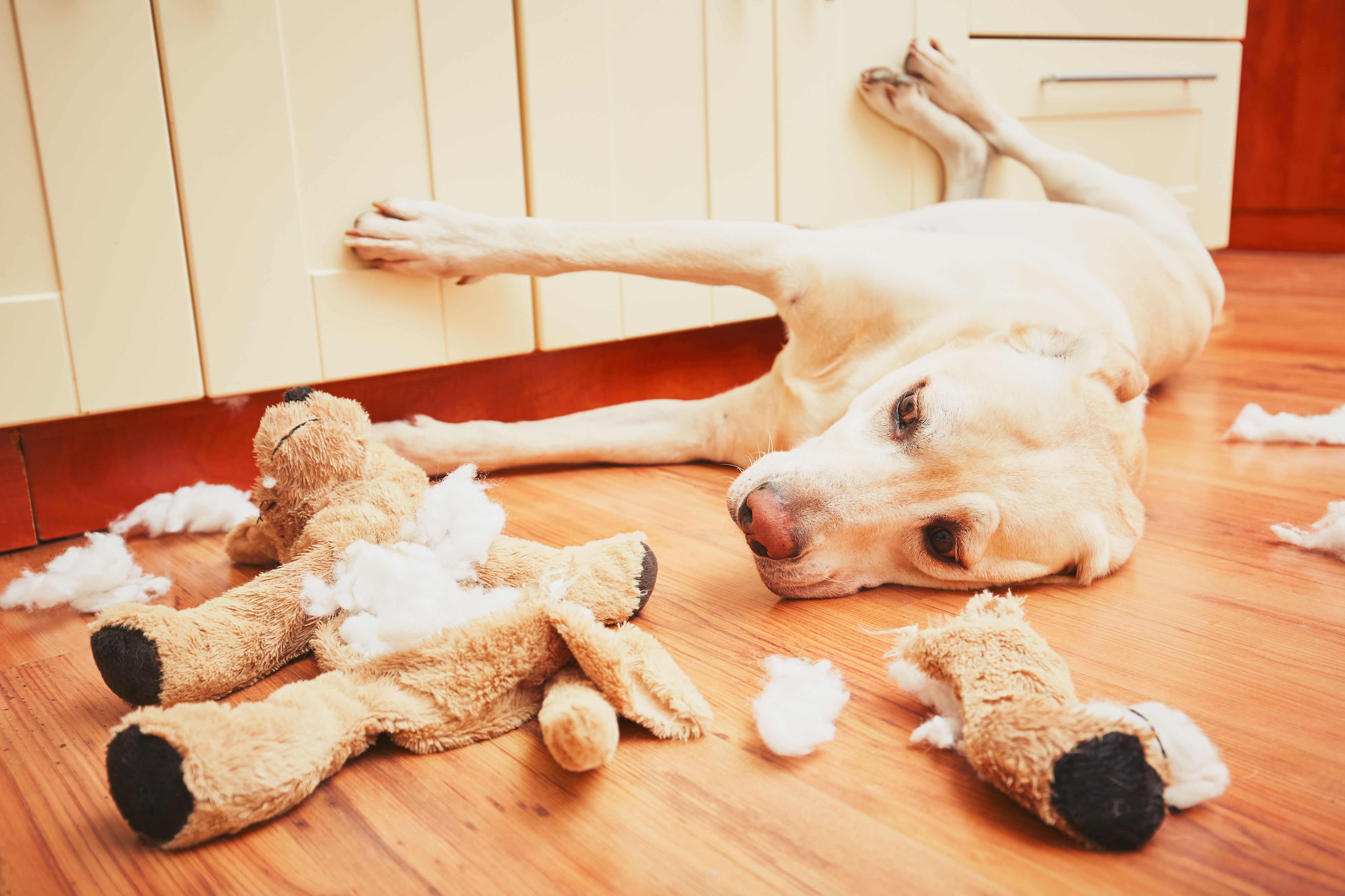 il faut apprendre à son chien à rester seul