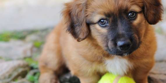 Adopter un chiot : les conseils à retenir