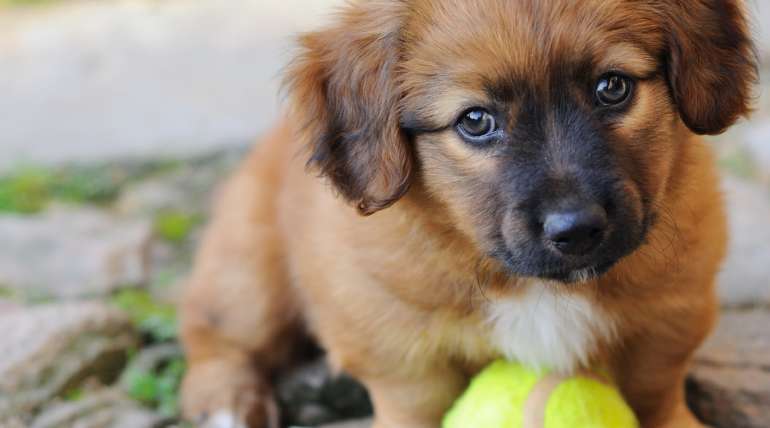 Adopter un chiot : les conseils à retenir