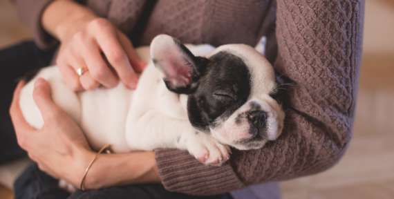 Chiens de petite taille : lequel choisir ?