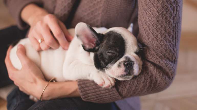 Chiens de petite taille : lequel choisir ?