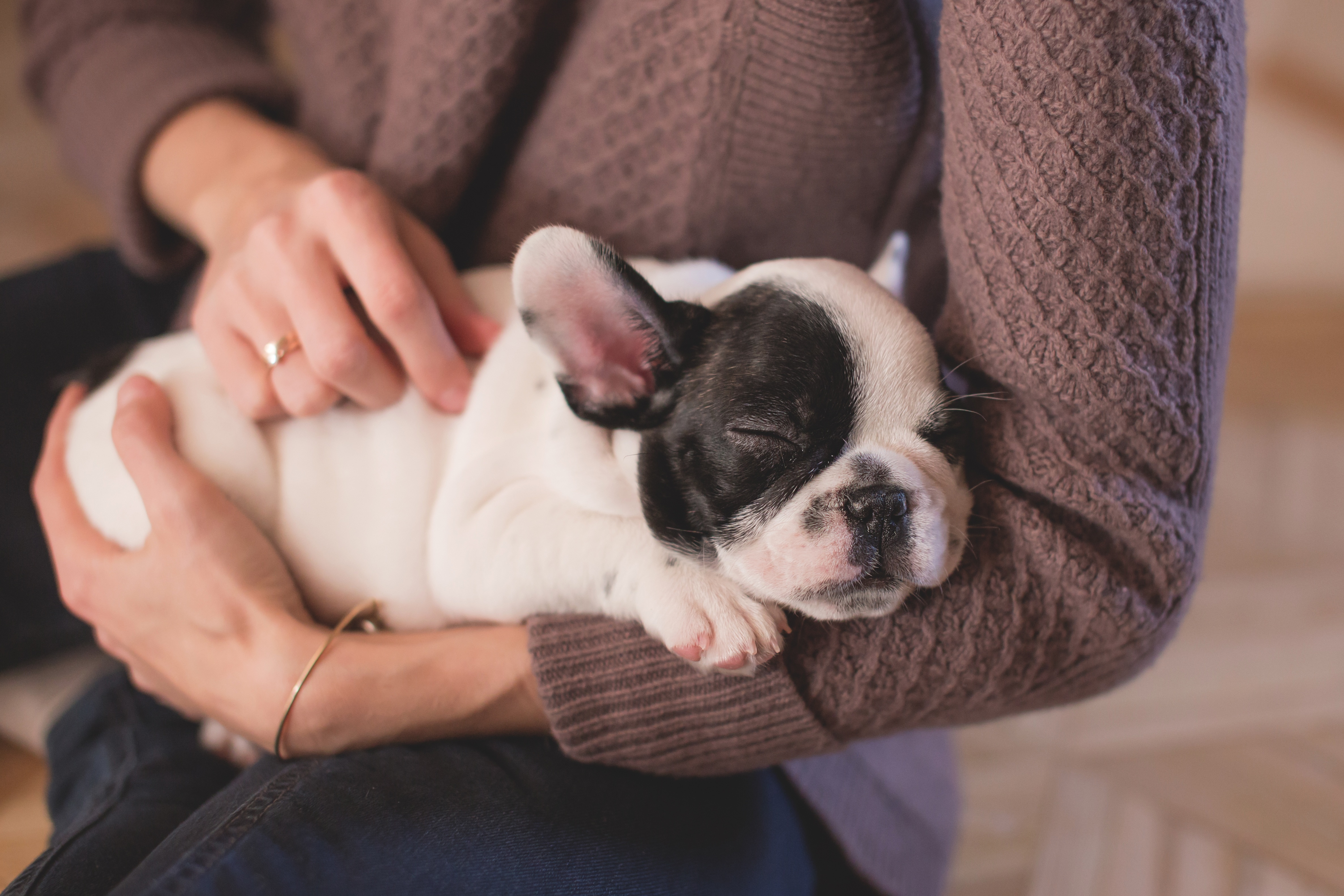 Chien vêtements XS taille pour animaux de compagnie les petits