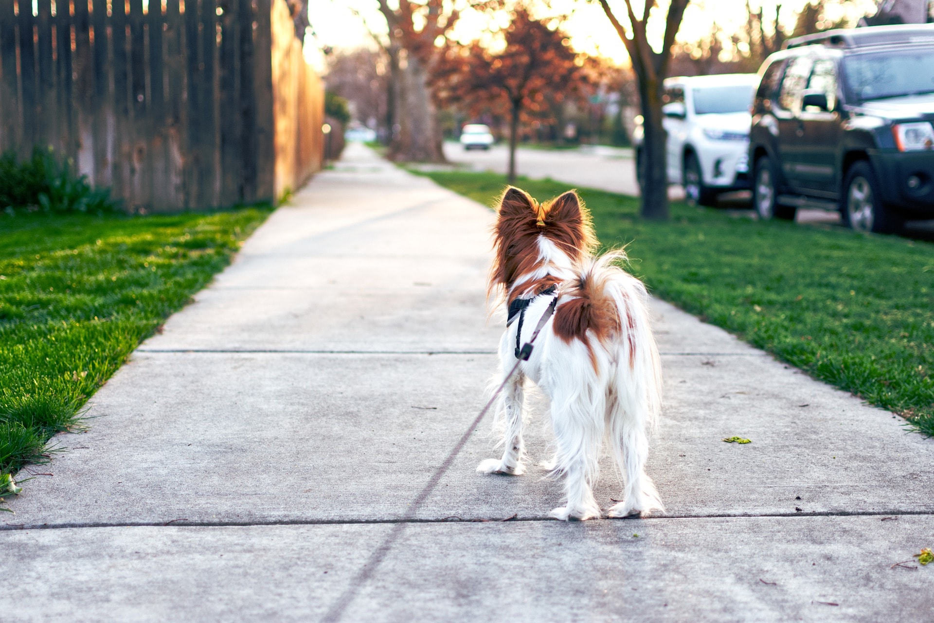 sortir son chien et l'habituer à l'extérieur