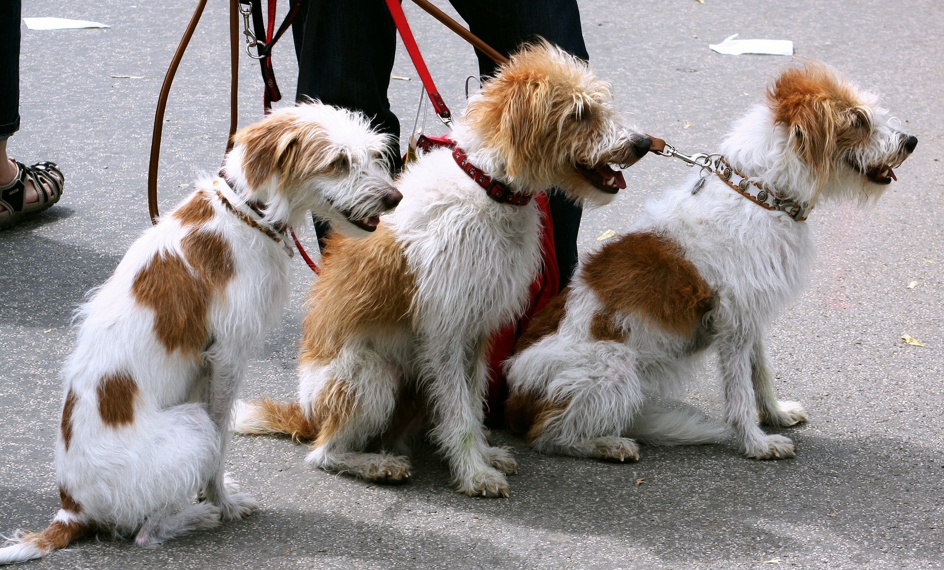 balades de chiens en collectif