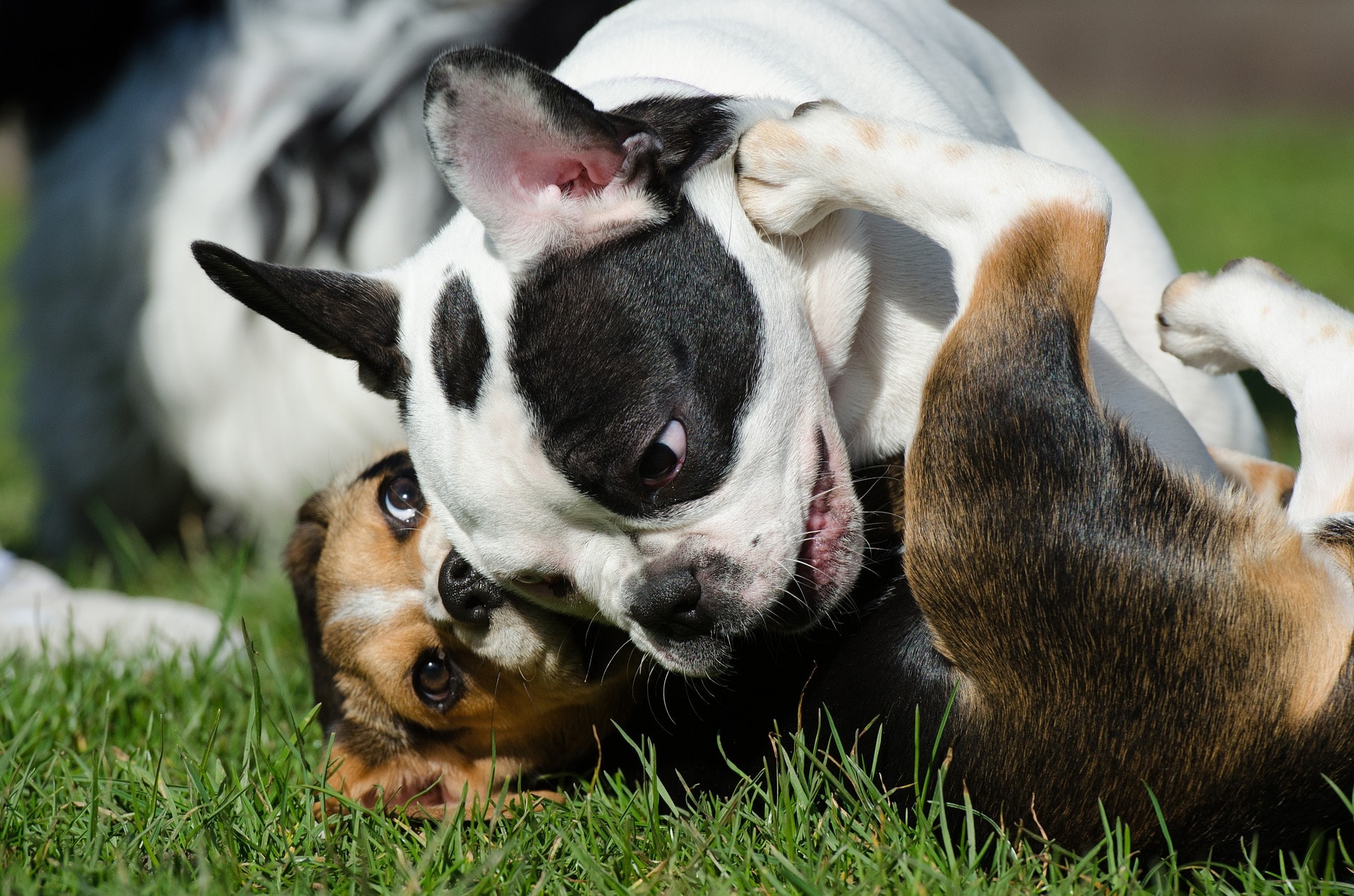 mon chien joue avec d'autres chiens