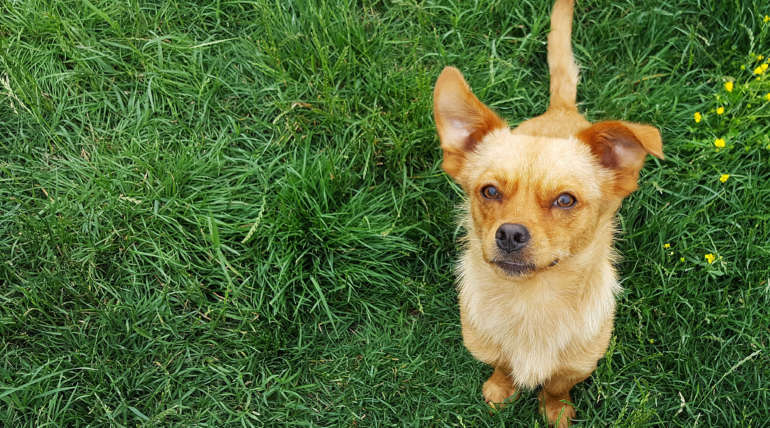 Petits ou grands chiens : lesquels choisir ?