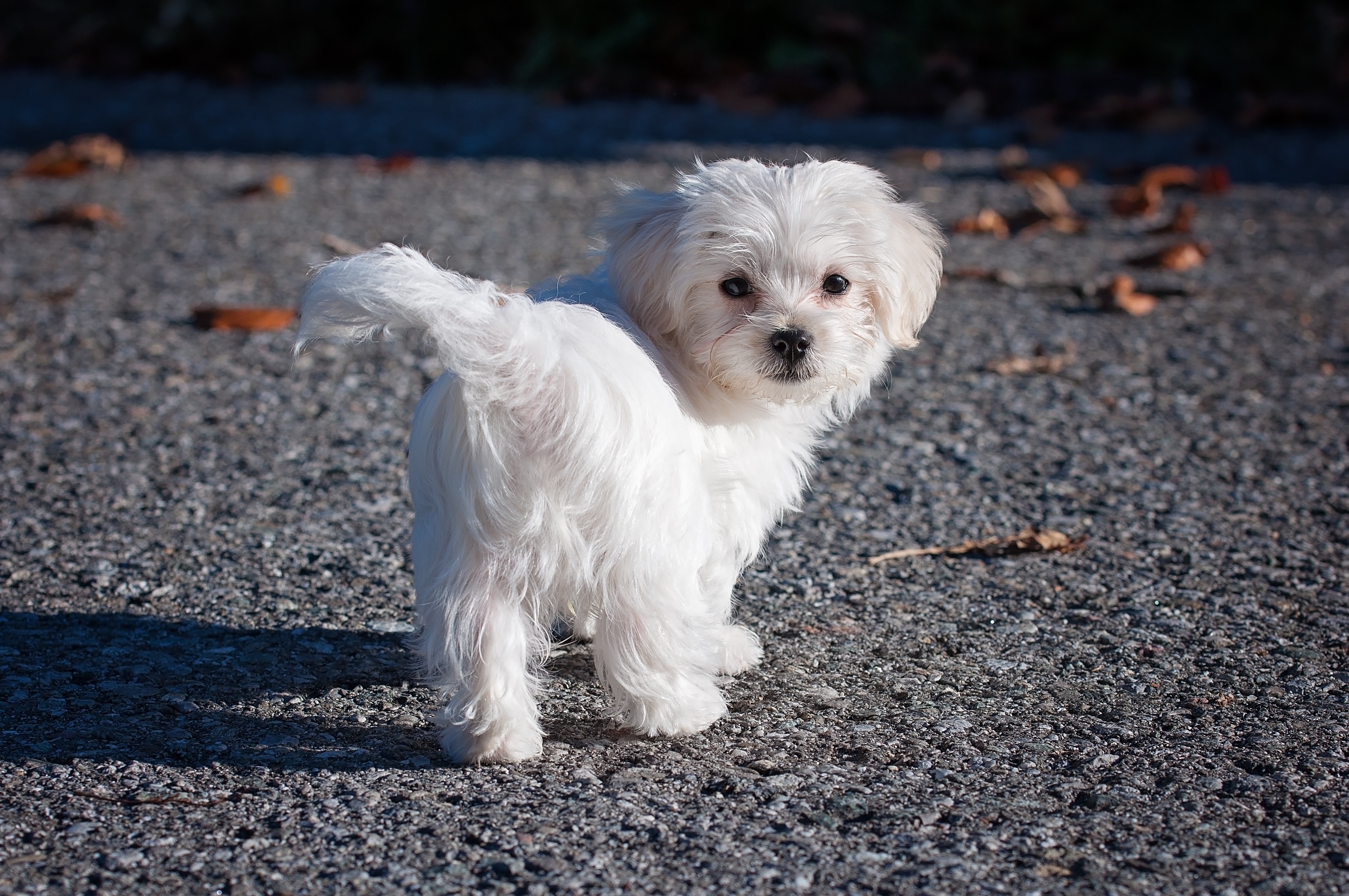 un petit chien en appartement