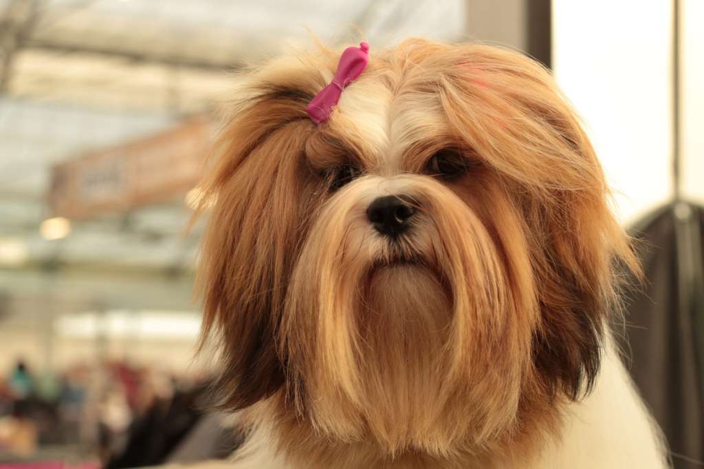 petit chien à poil long, découvrez le Lhassa Apso