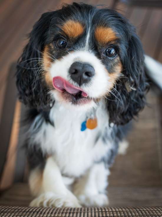 si vous avez une famille, le cavalier king charles saura ravir tous les membres de votre tribu 