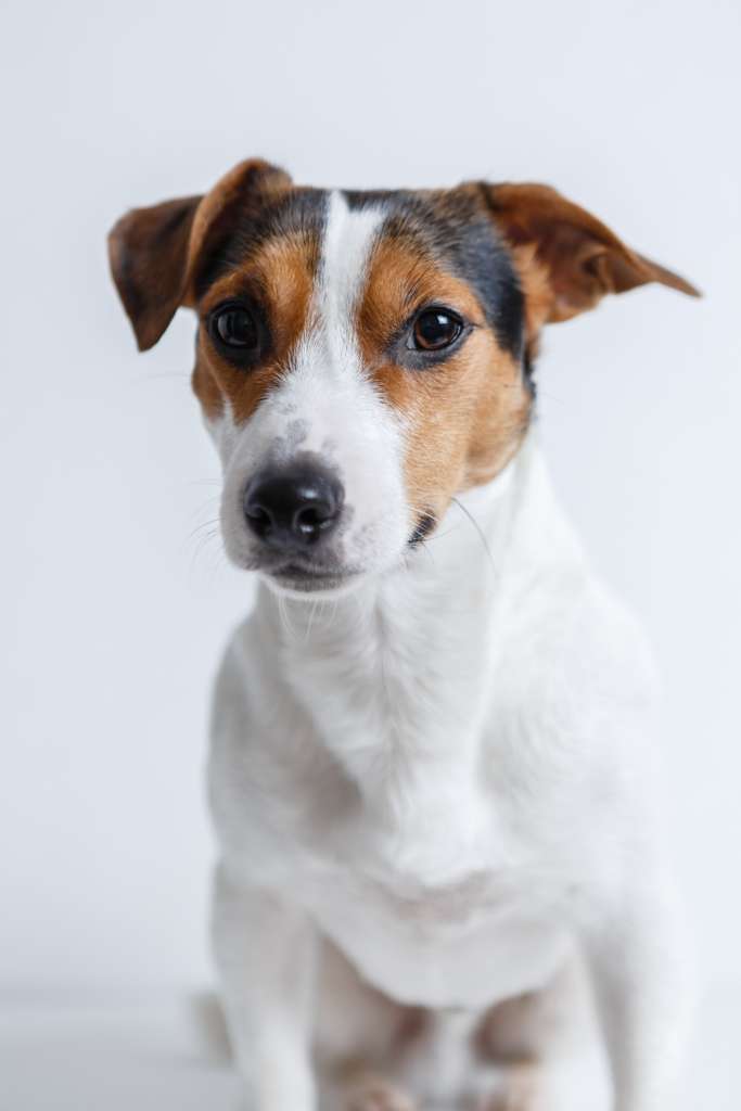 le Jack Russel 