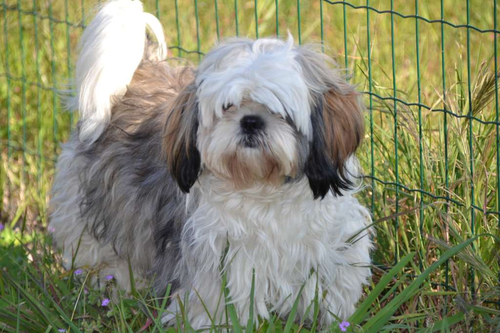 le shih tzu race de petit chien à poils mi longs