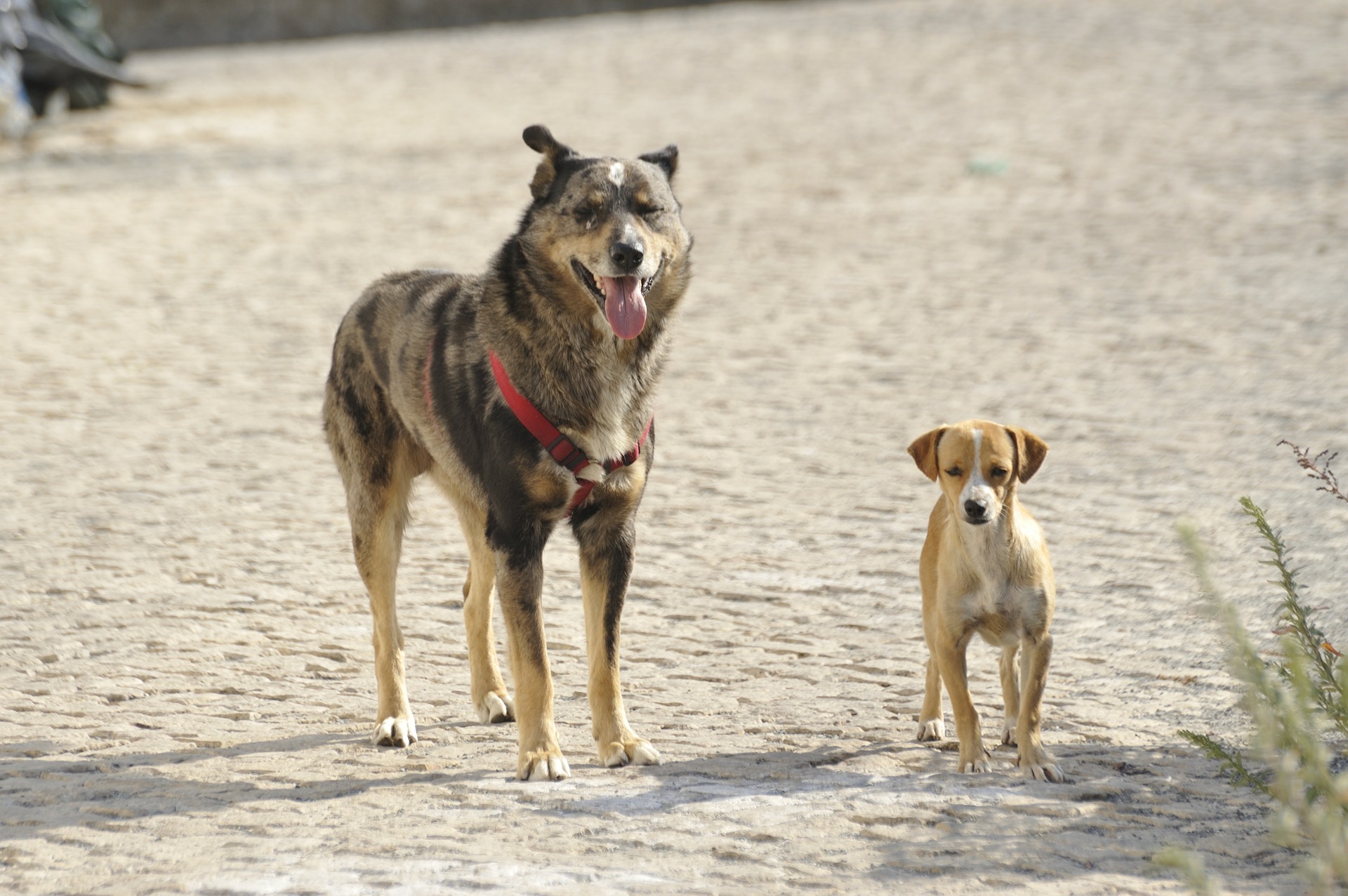 chiens errant et parasites