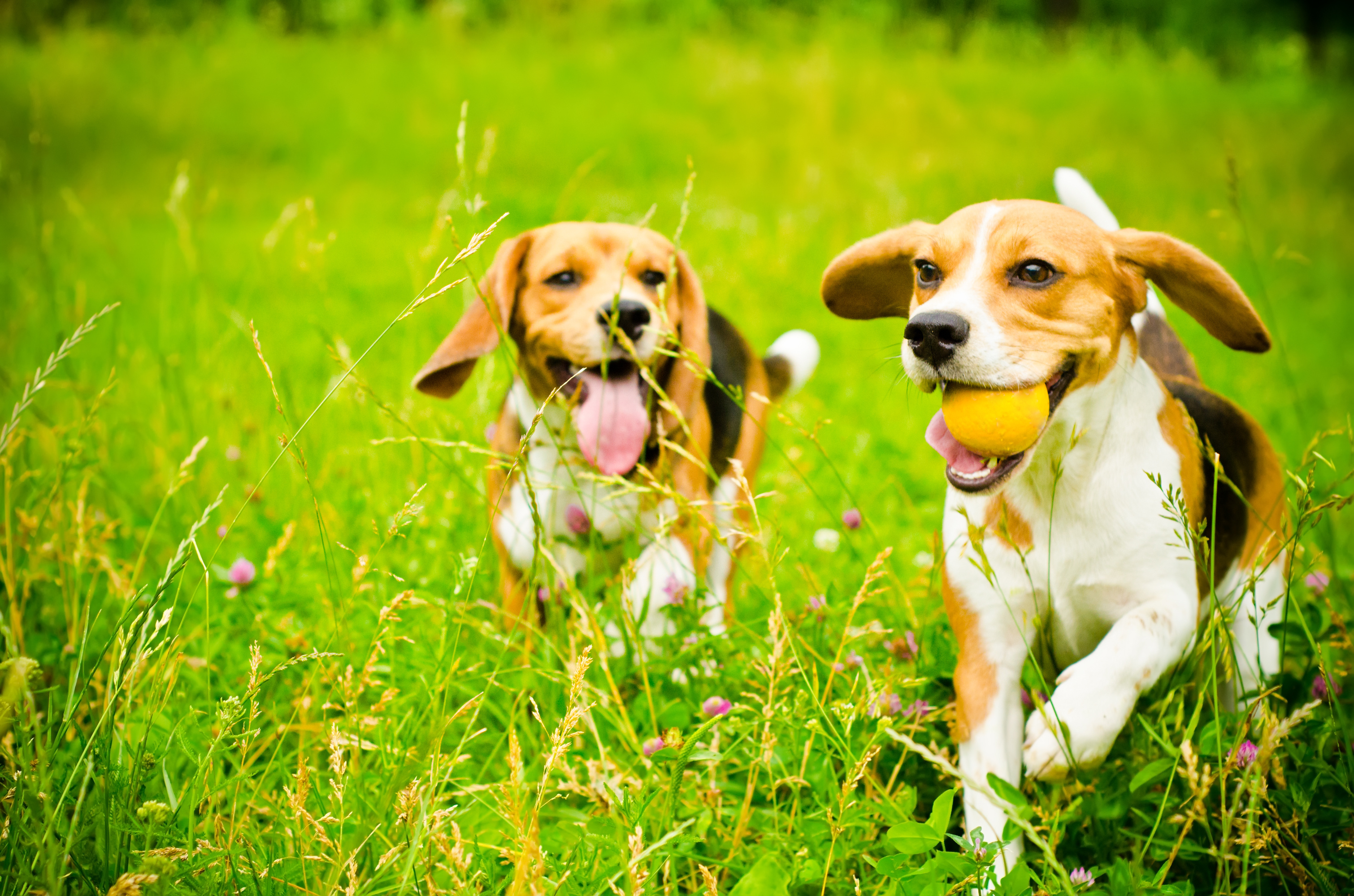 faire courir son chien en ville