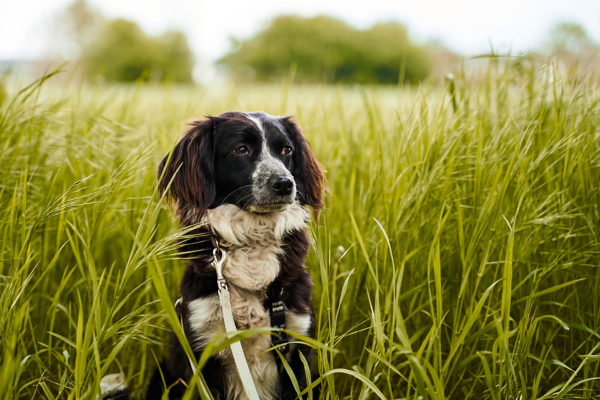 races de chiens et vie à la campagne