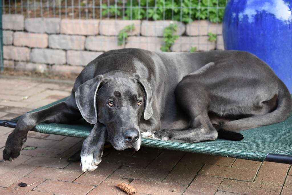 Grands Chiens De Bons Compagnons à Choisir En Connaissance