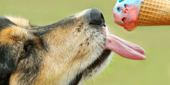 Donner de la glace à mon chien ?