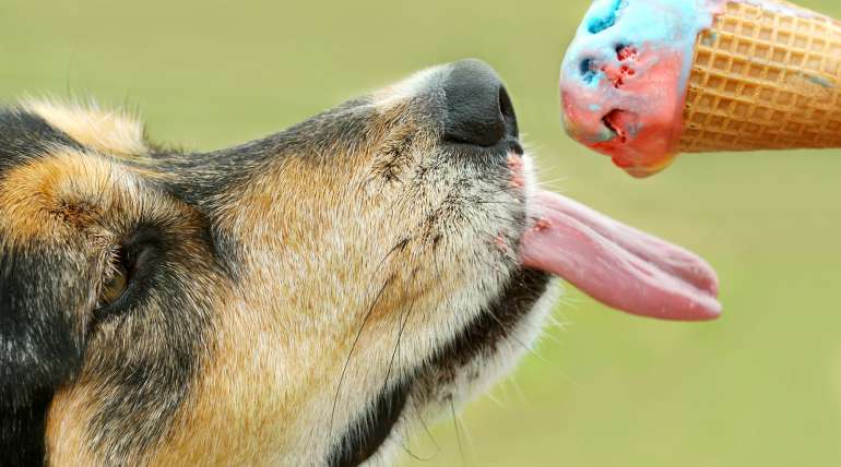 Donner de la glace à mon chien ?