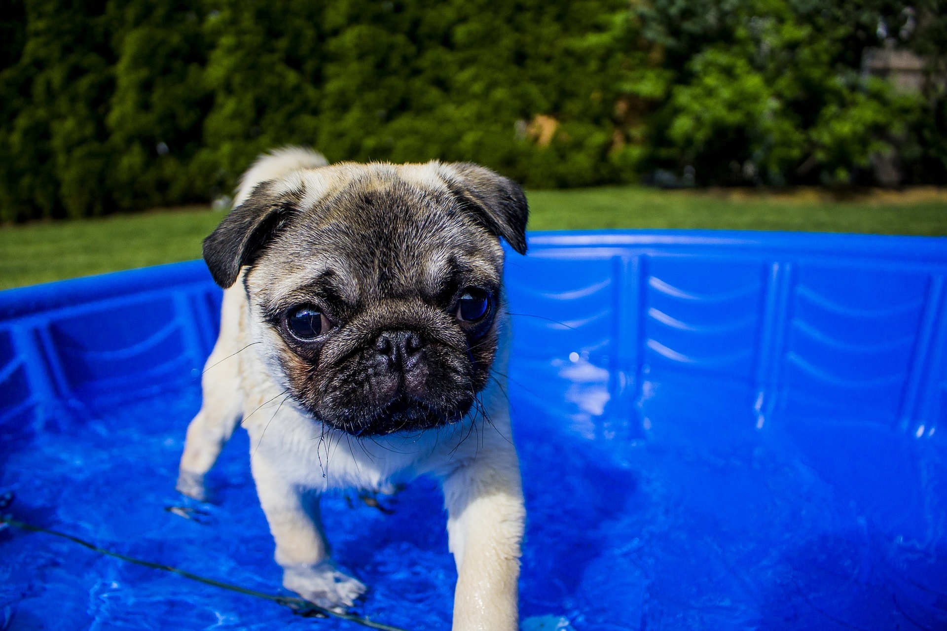 carlin piscine