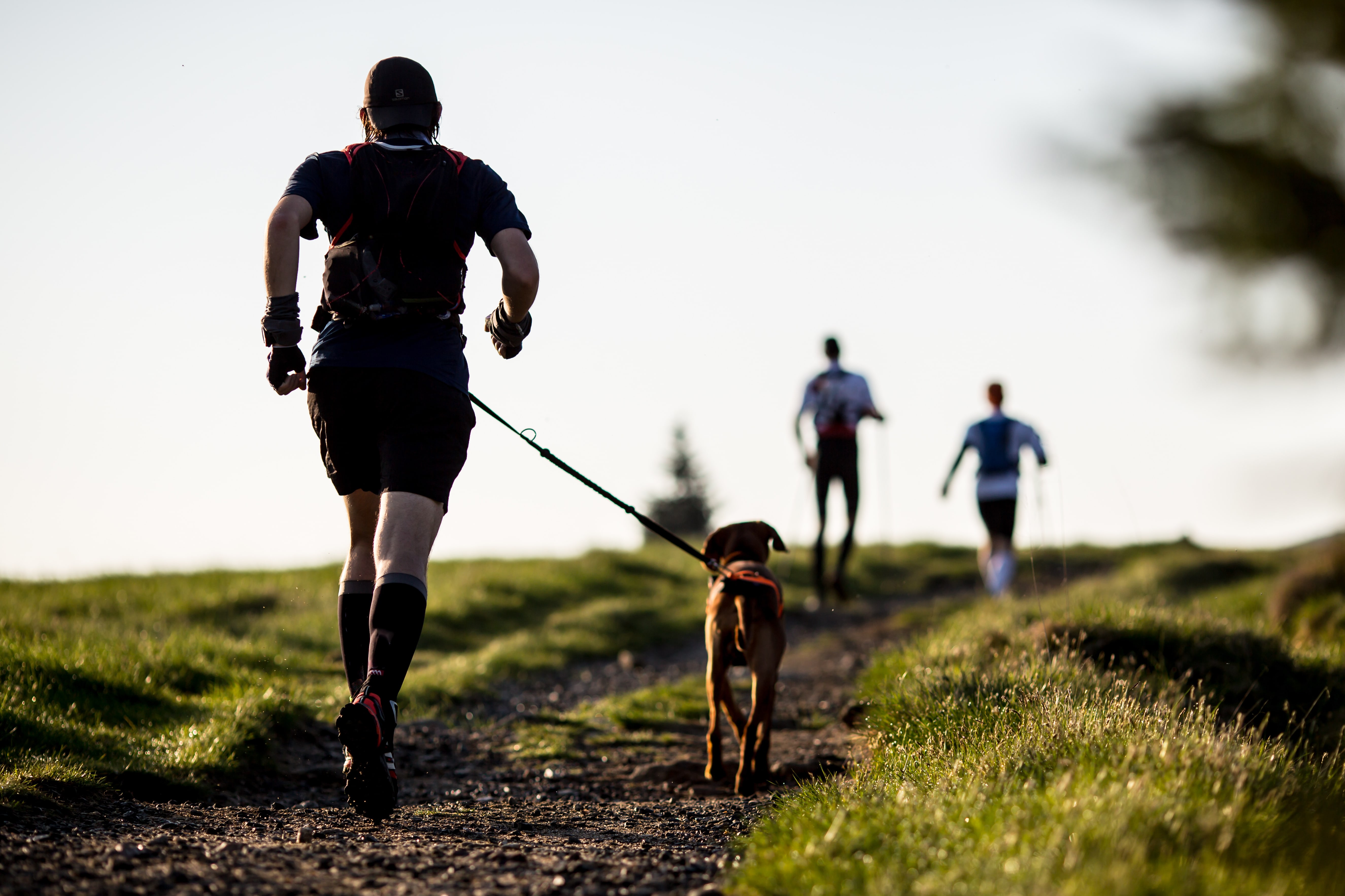 courir avec son chien, un vrai sport à deux !