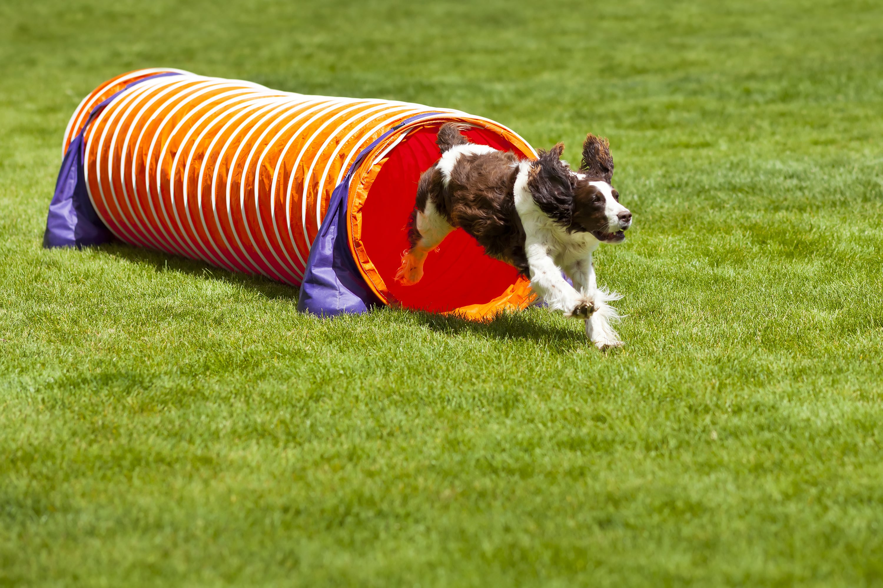 cocker sortant d'un tunnel en agility