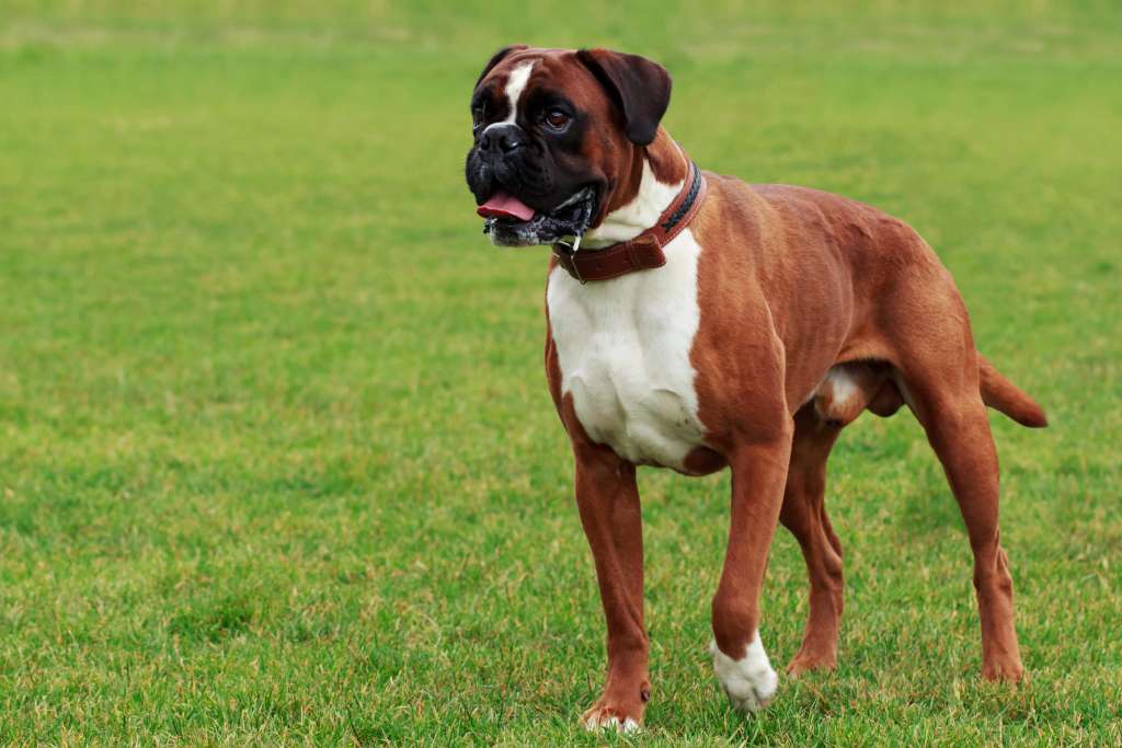 Boxer Tout Savoir Sur Cette Race De Chien Dogcity