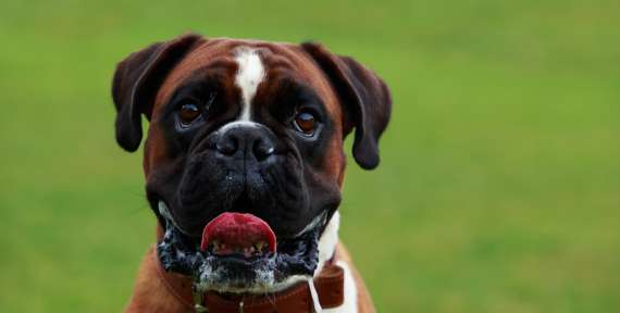 Boxer, tout savoir sur cette race de chien