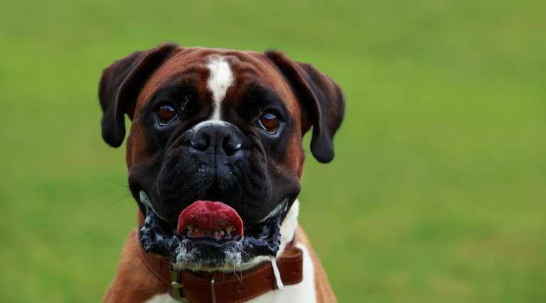 Boxer, tout savoir sur cette race de chien