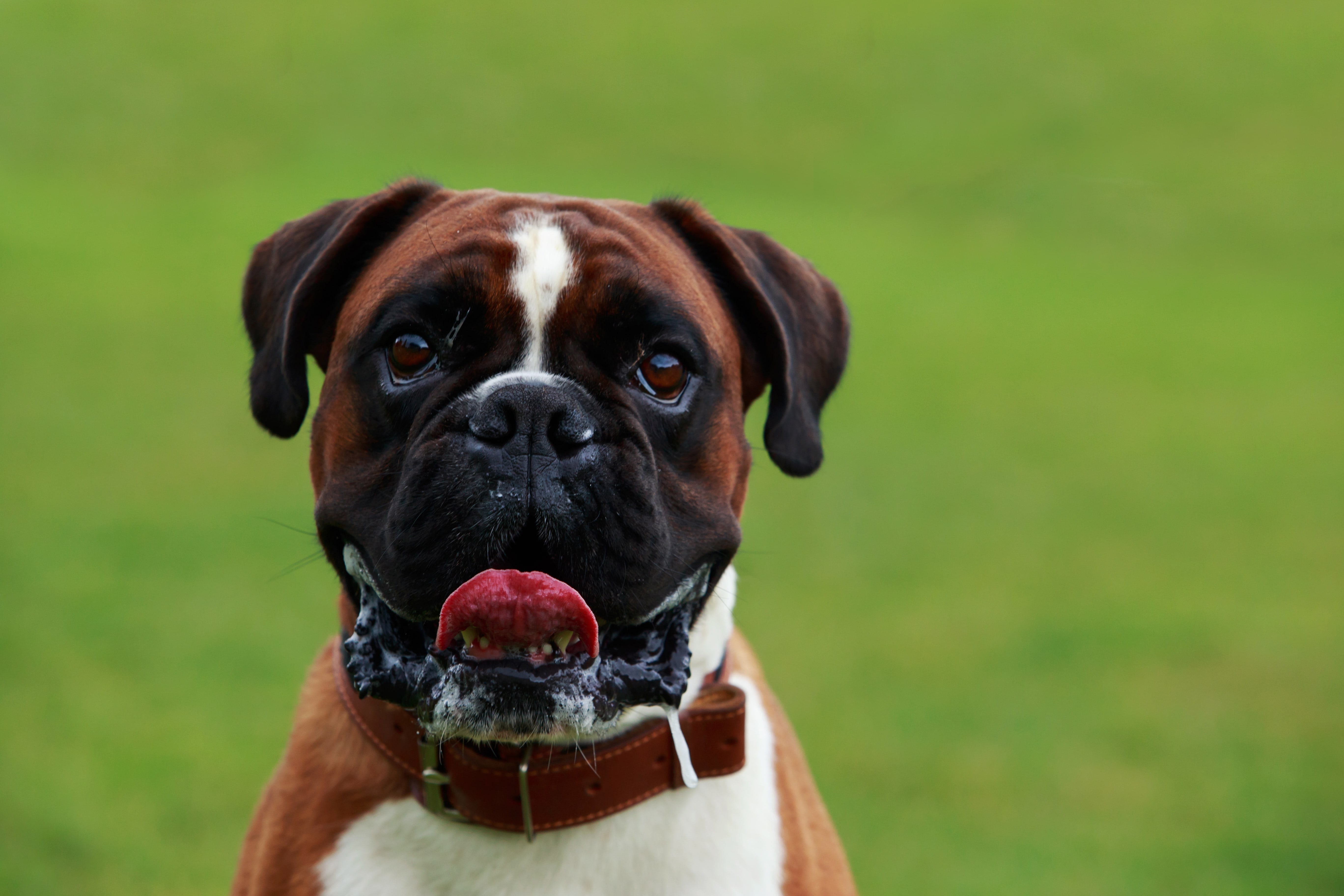 Boxer, tout savoir sur cette race de chien - DogCity