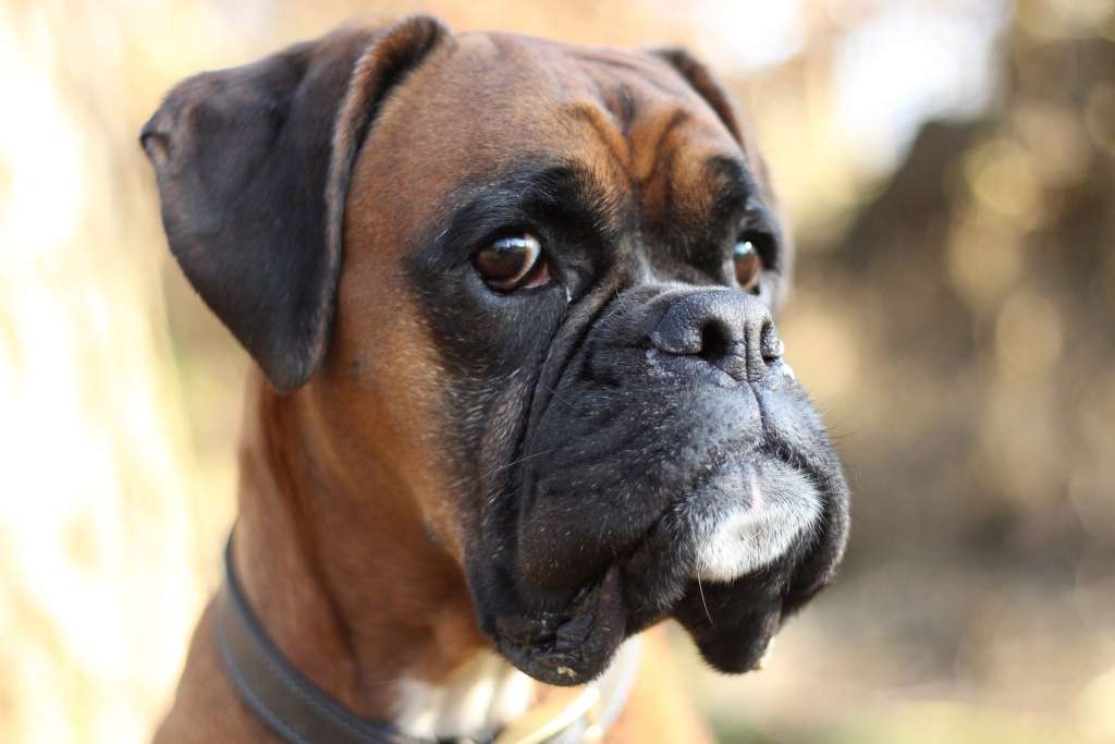 Boxer Tout Savoir Sur Cette Race De Chien Dogcity