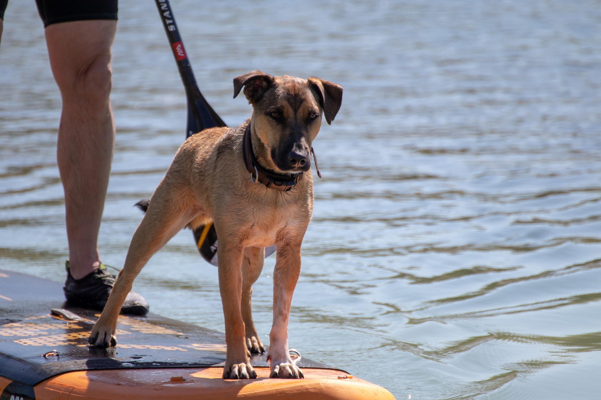 faire du paddle avec son chien et pourquoi pas !