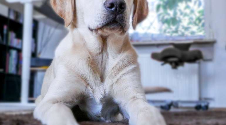 Avoir un chien en appartement