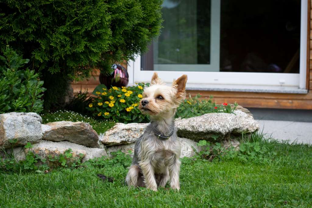 chien dans le jardin