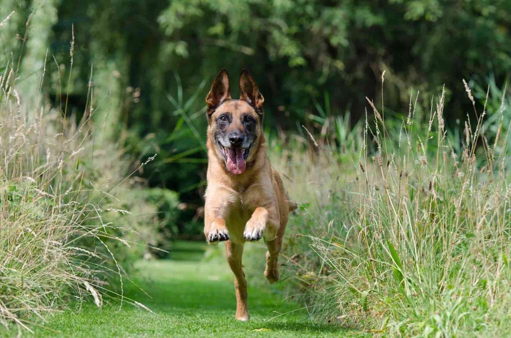 un chien même gentil peut impressionner