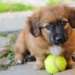 Adopter un chiot : les conseils à retenir
