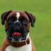 Boxer, tout savoir sur cette race de chien